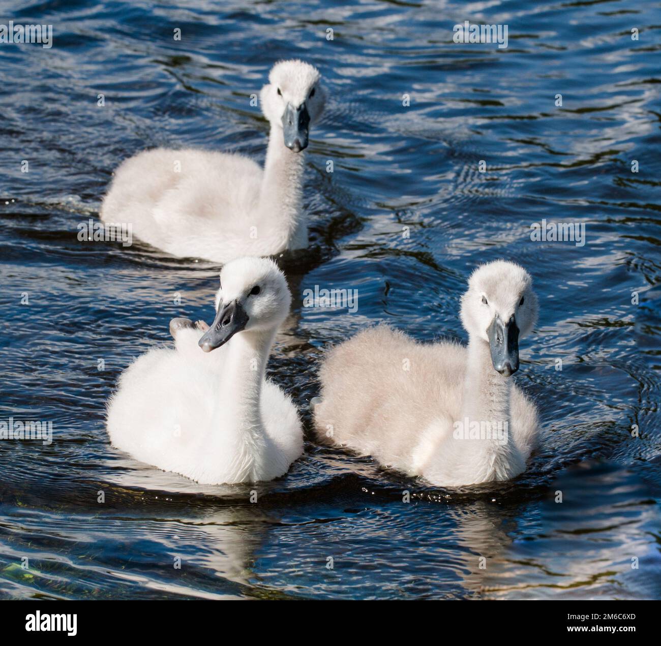 Tre giovani cygnets del cigno nuotare in un lago Foto Stock