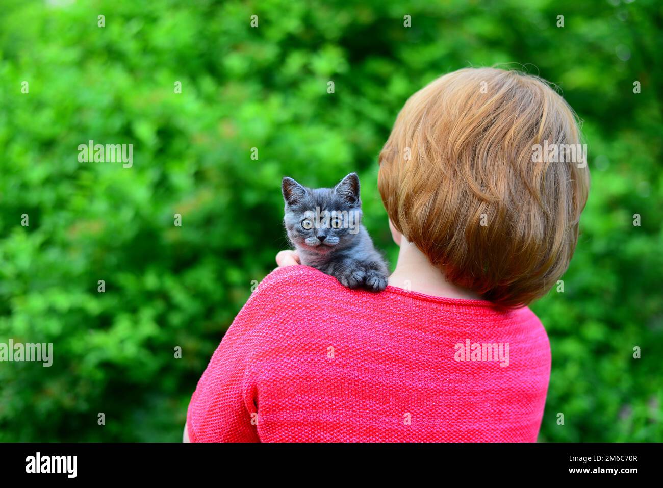Il gattino scozzese blu è seduto sulla spalla della donna. All'aperto Foto Stock