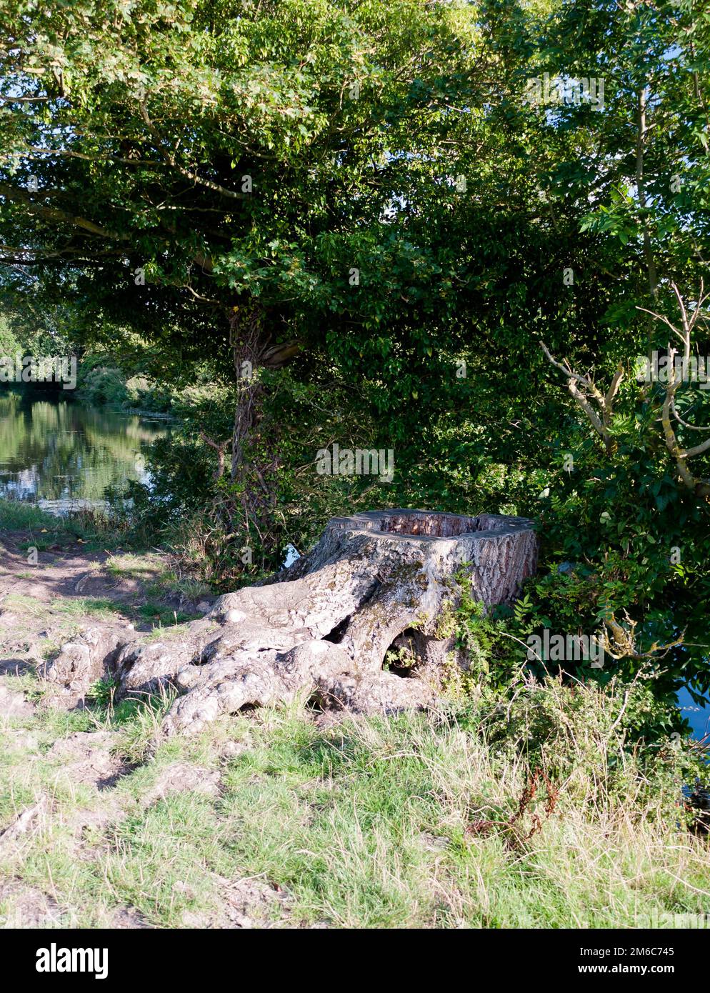 Un ceppo di legno morto di un albero tagliato fuori Foto Stock Un ceppo di legno morto di un albero tagliato fuori Foto Stock