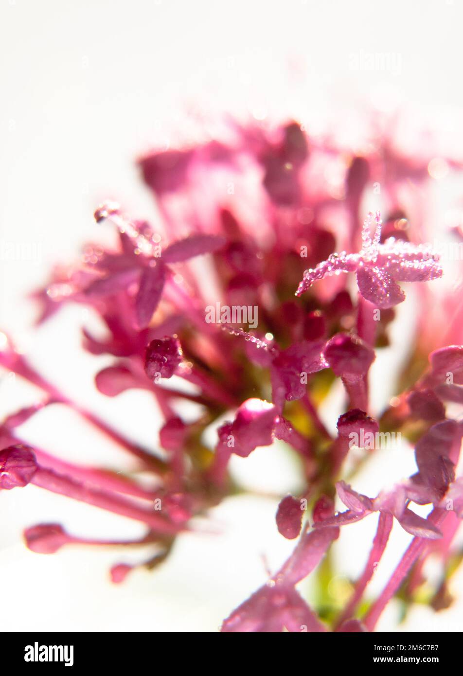 Piccoli petali di fiori di orchidea rosa in crescita bagnata goccioline di rugiada acqua su sfondo bianco studio Foto Stock