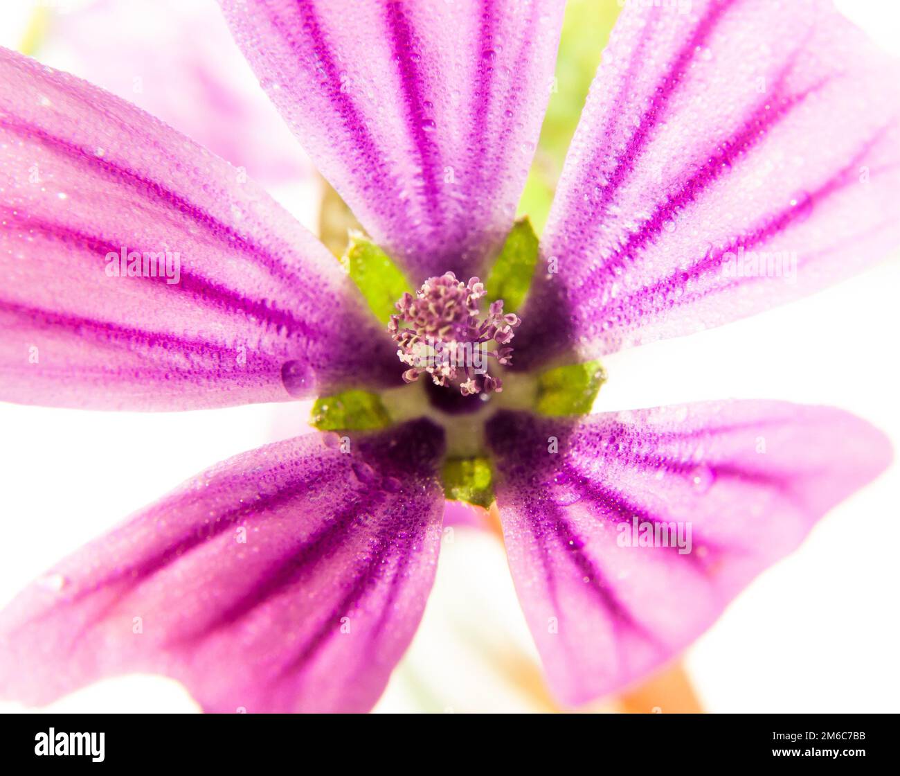 Rosa comune Malva si avvicina su fondo bianco con gocce di acqua di rugiada Foto Stock