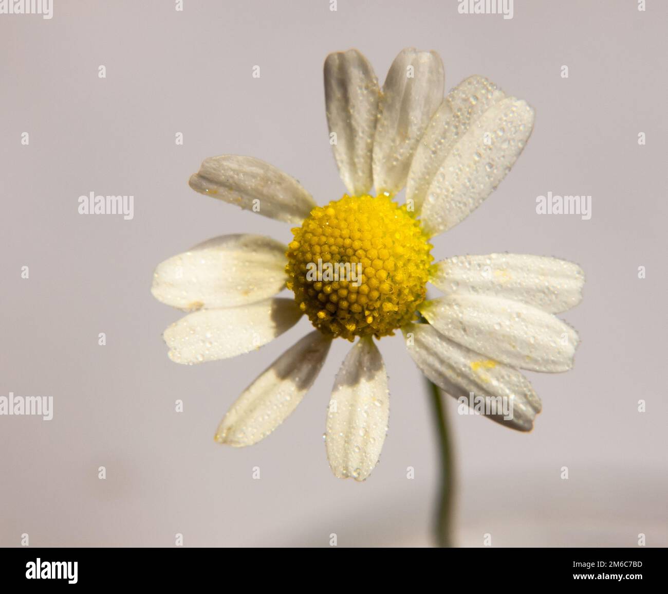 Piccolo bianco daisy macro in alto dettaglio su sfondo bianco Bellis perennis acqua goccioline di rugiada Foto Stock