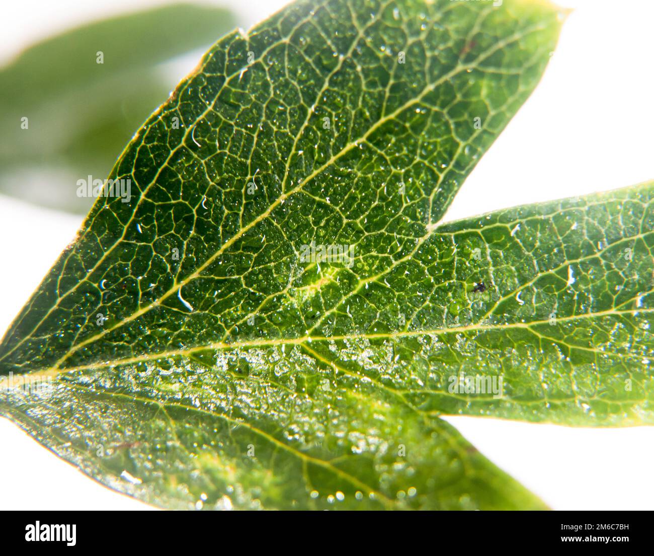 Primo piano di foglie verdi in studio sfondo bianco di Crataegus biancospino foglia di acqua bagnata drople Foto Stock