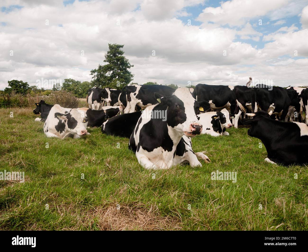 Gruppo di bovini sterzanti rivolti verso l'alto vacca bianca e nera Foto Stock