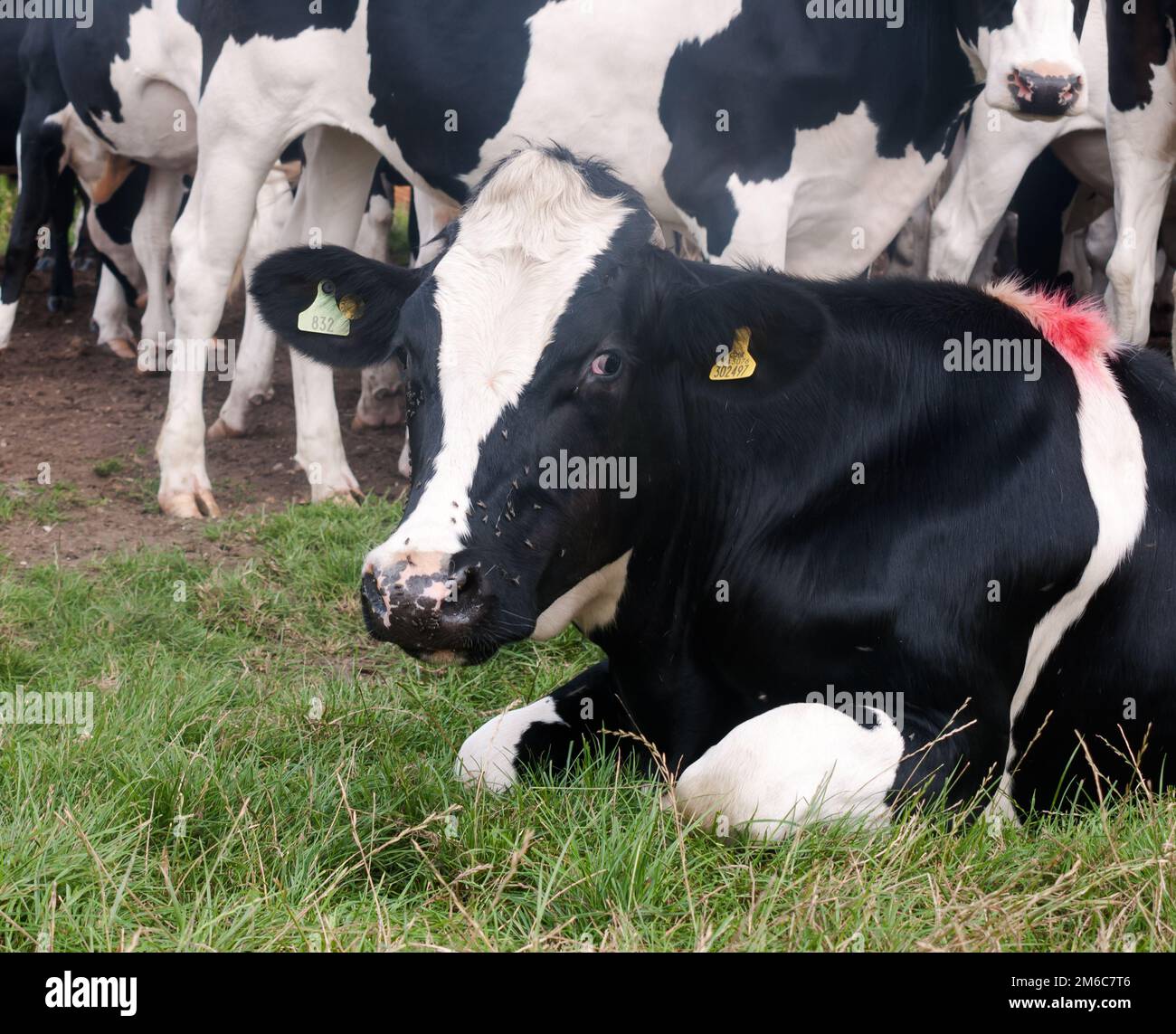 Manzo bovino rivolto verso l'alto vacca bianca e nera ravvicinata Foto Stock
