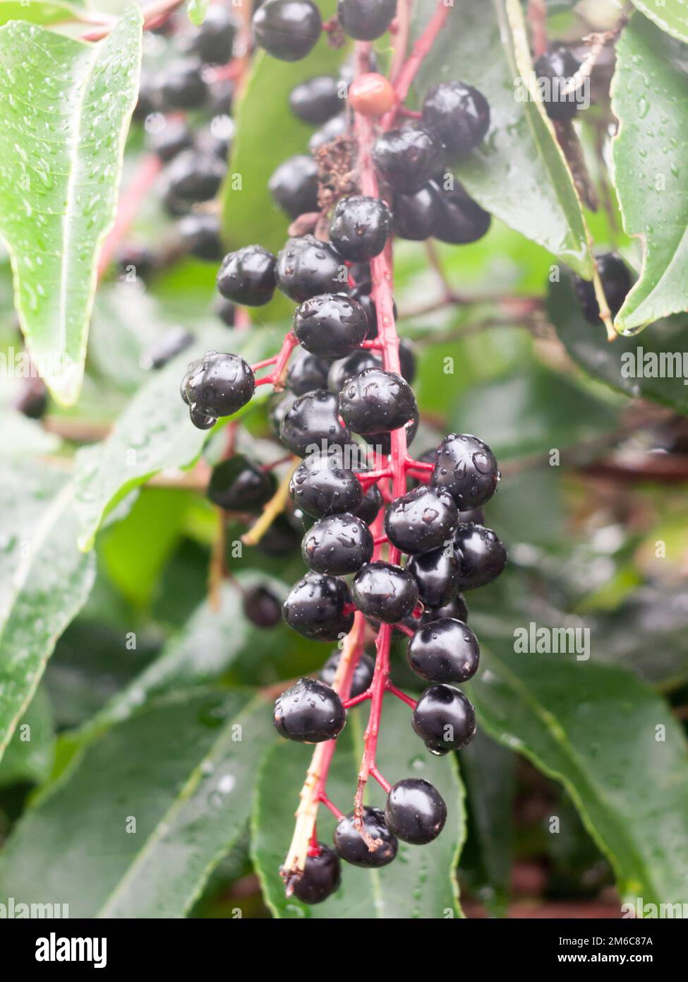 Verdeggiante nero maturo elderberries rugiada acqua pioggia goccia albero mazzo Sambucus Foto Stock