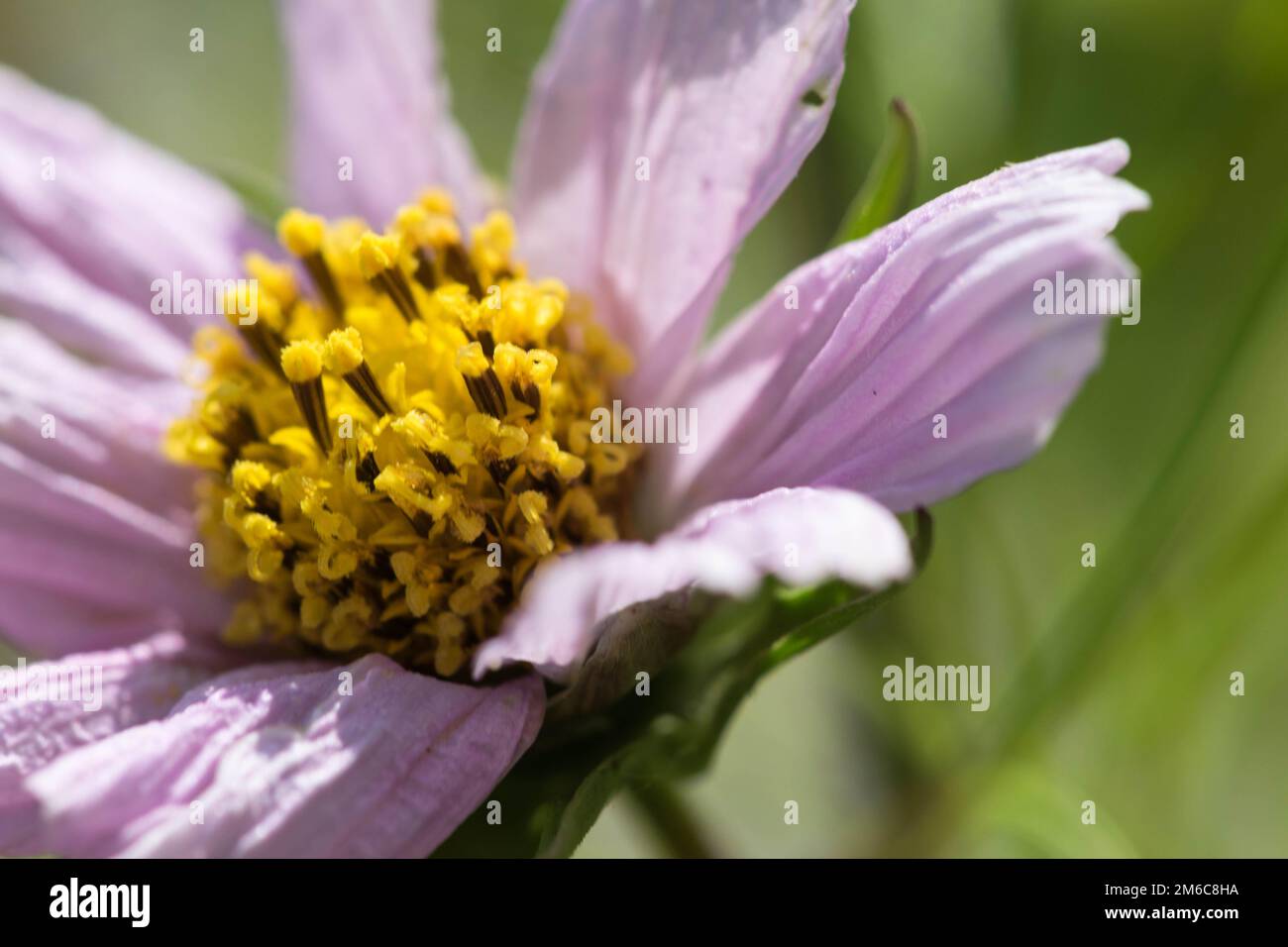 Stami di fiori selvatici ricoperti di polline Foto Stock