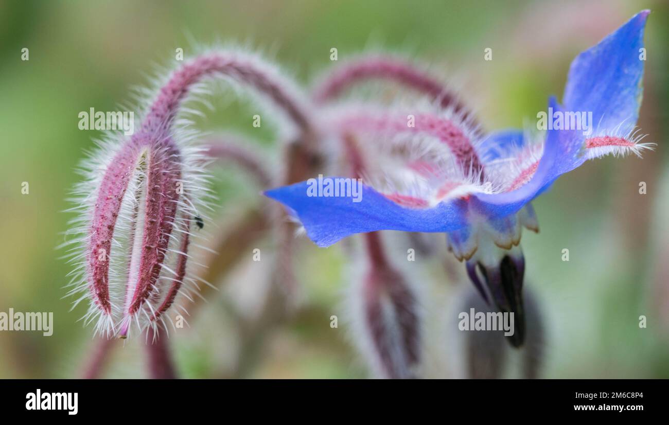 Primo piano di un fiore colorato Foto Stock