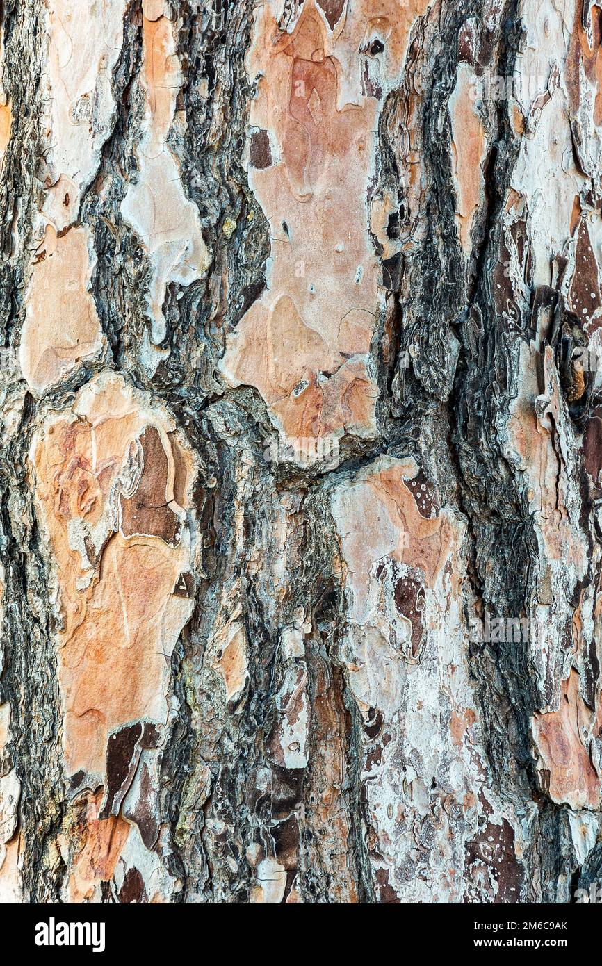 Struttura naturale di corteccia legnosa di un pino Foto Stock