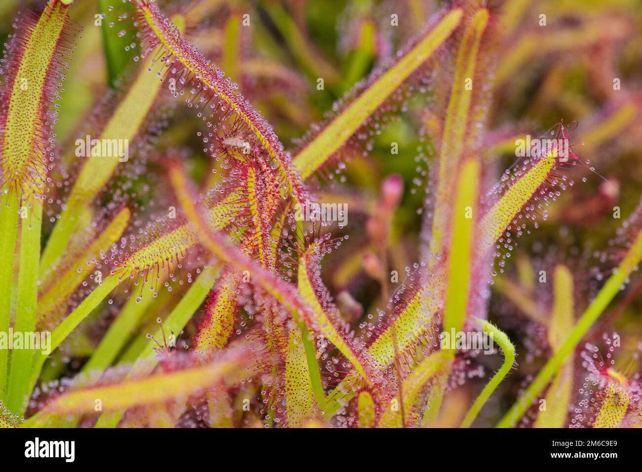 Close up Sundew Drosera Capensis, specie carnivora di perenne sundew nativo del Capo in Sudafrica. Foto Stock