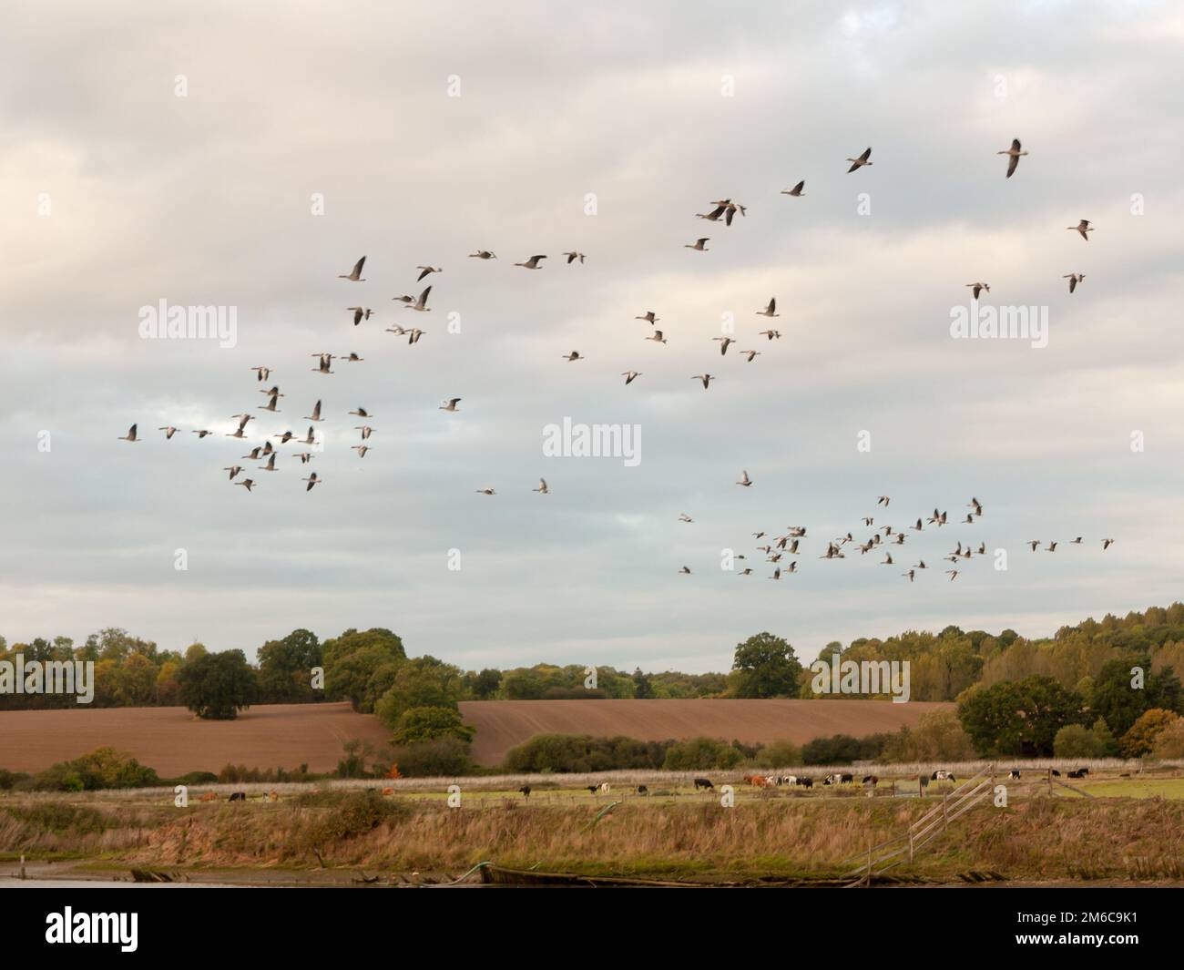 Silhouette di oche che volano sopra la scena di campagna in un gregge di sciame linea Foto Stock