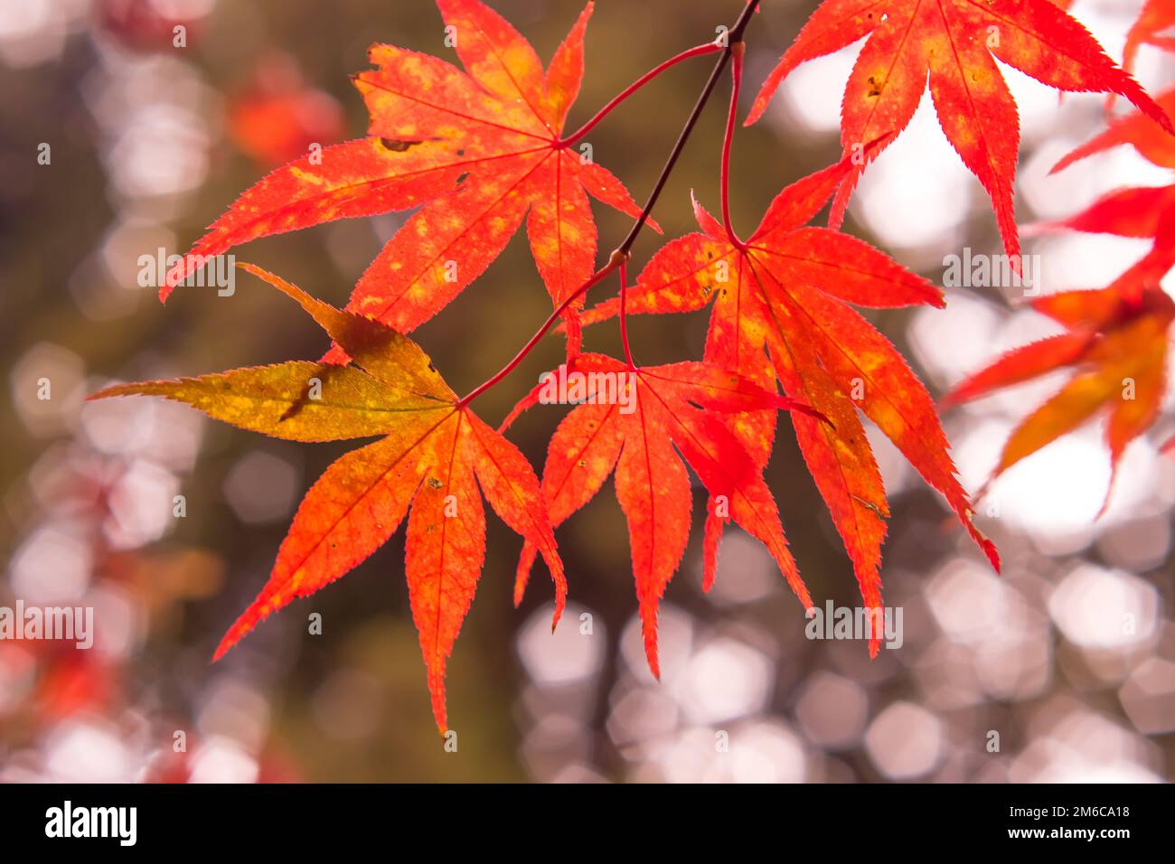 Autunno colore foglie di acero alla foresta di Kochi, Giappone Foto Stock