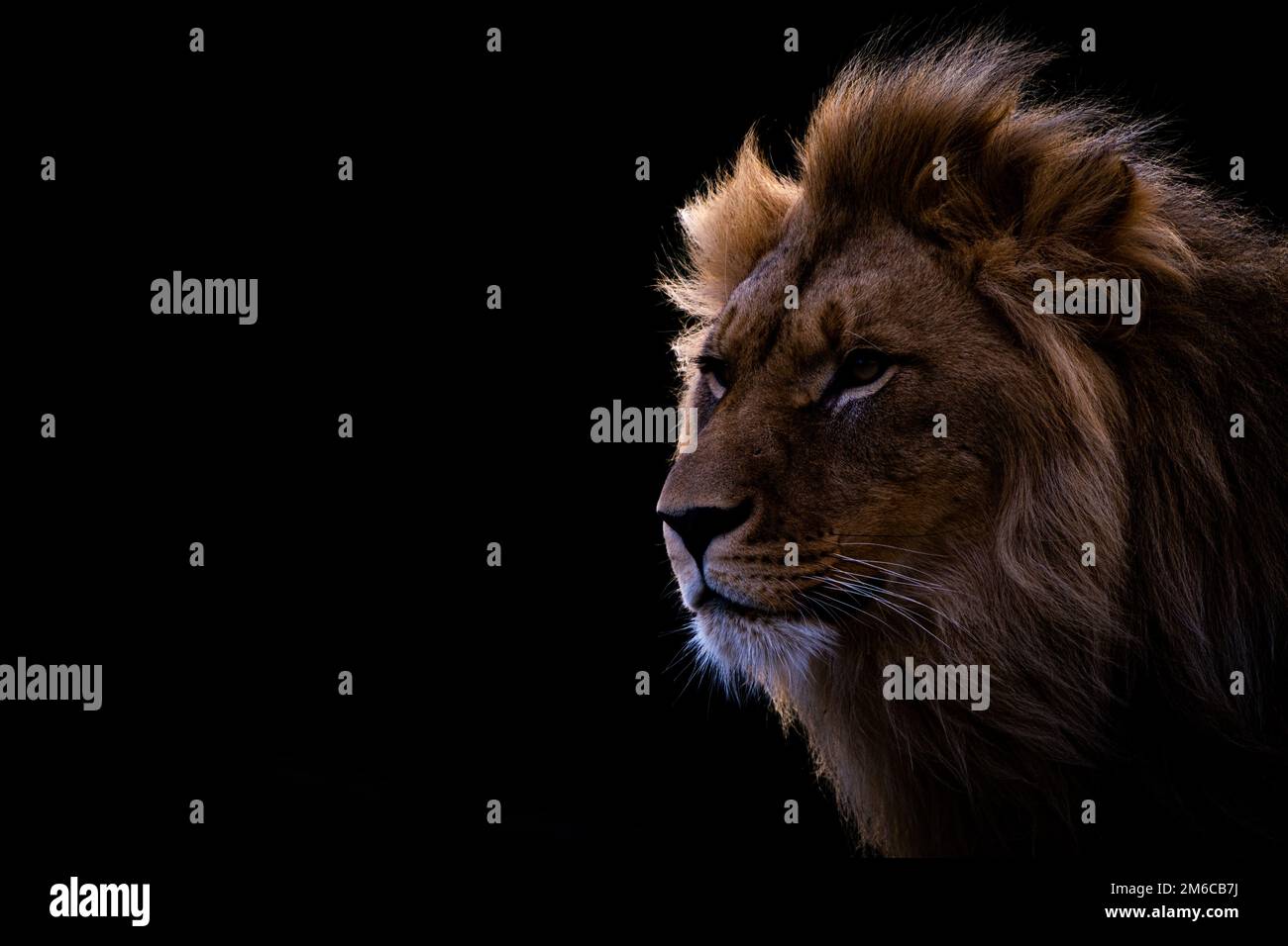 Leone (Panthera leo) nel vento, zoo di Berlino Foto Stock