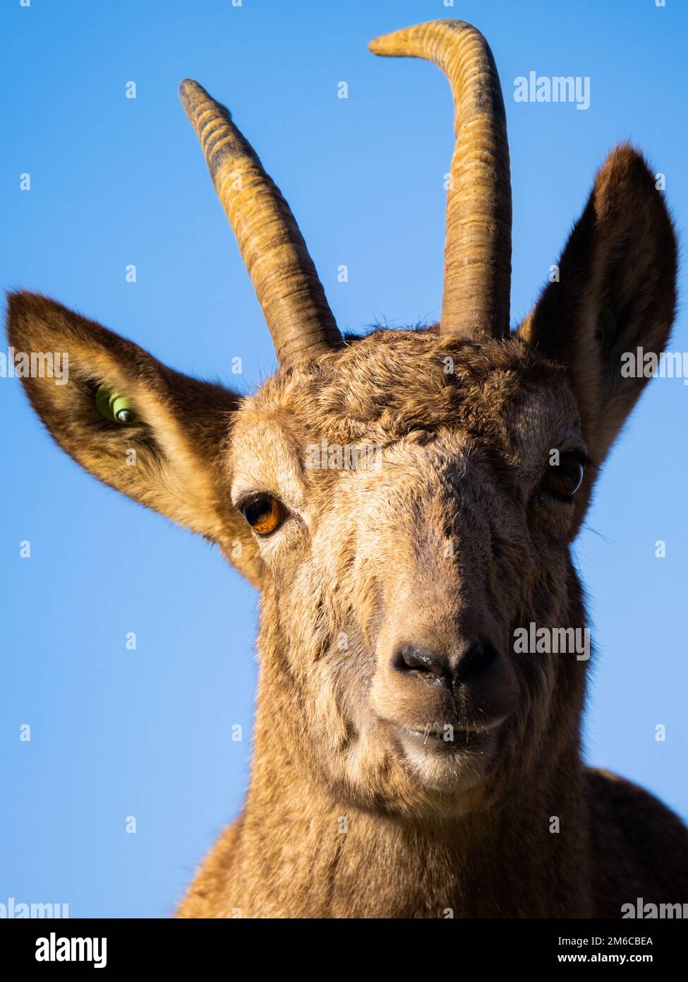 Capricorno (Capra ibex) guardando in macchina fotografica, zoo di Berlino Foto Stock