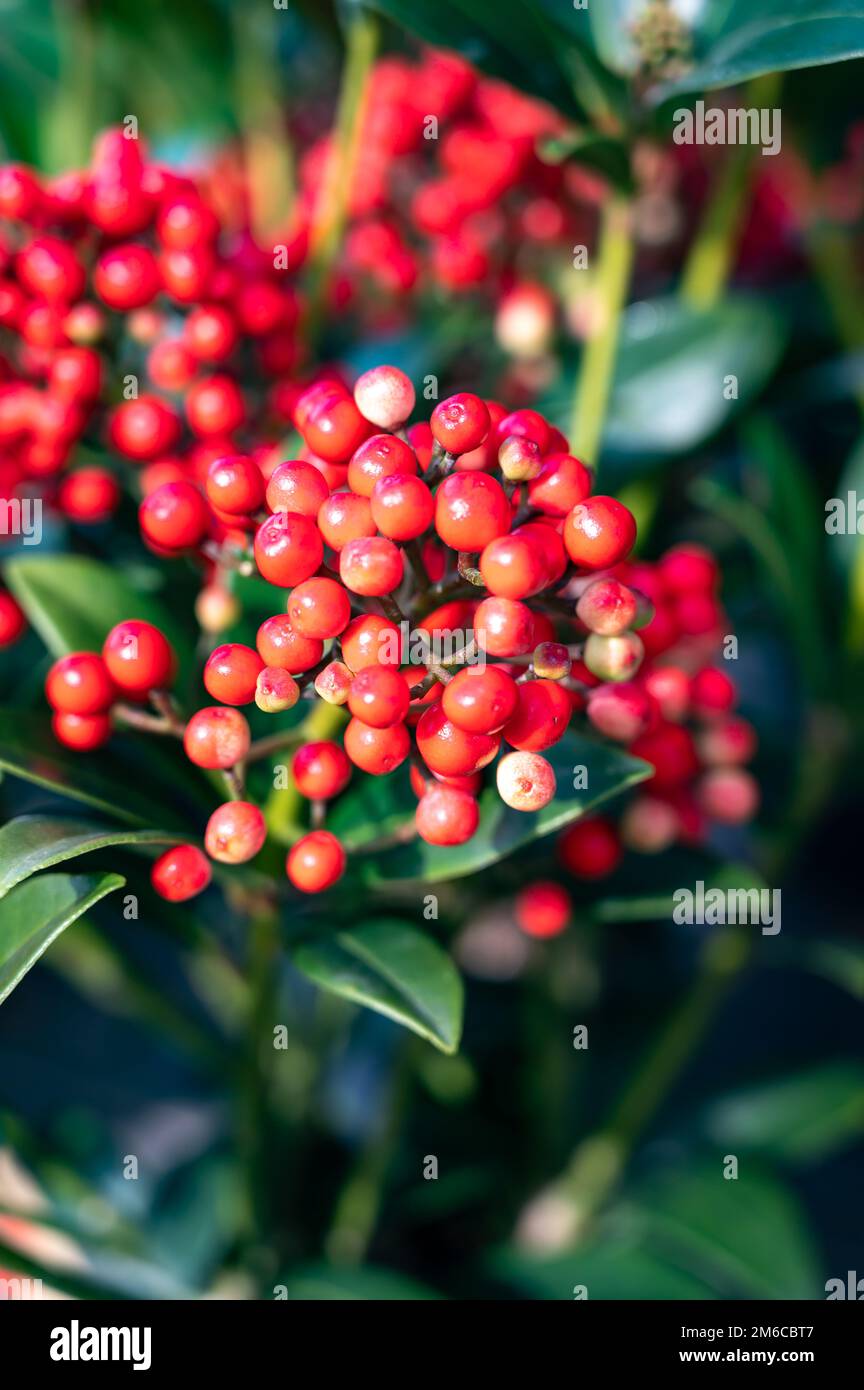 Bacche rosse di piante da giardino in fiore d'inverno, piante ornamentali  sempreverdi skimmia japonica, primo piano Foto stock - Alamy