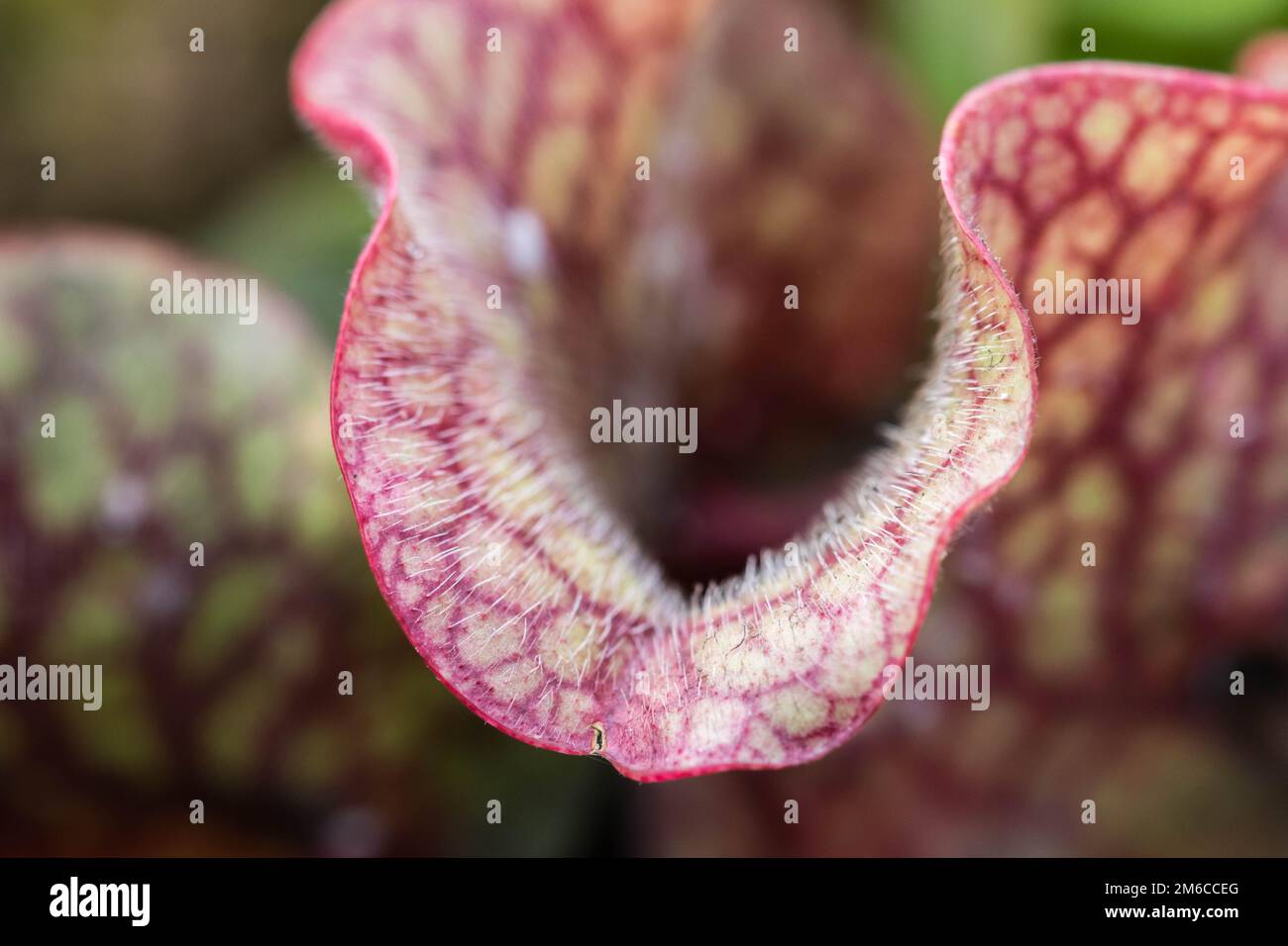 Darlingtonia californica, sa anche come Cobra Lily. Foto Stock