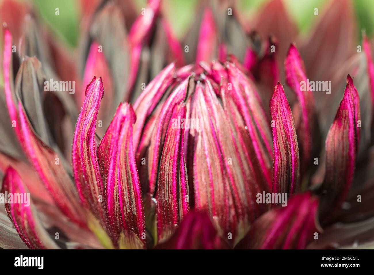 Dahlia nero jack fiore primo piano. Foto Stock