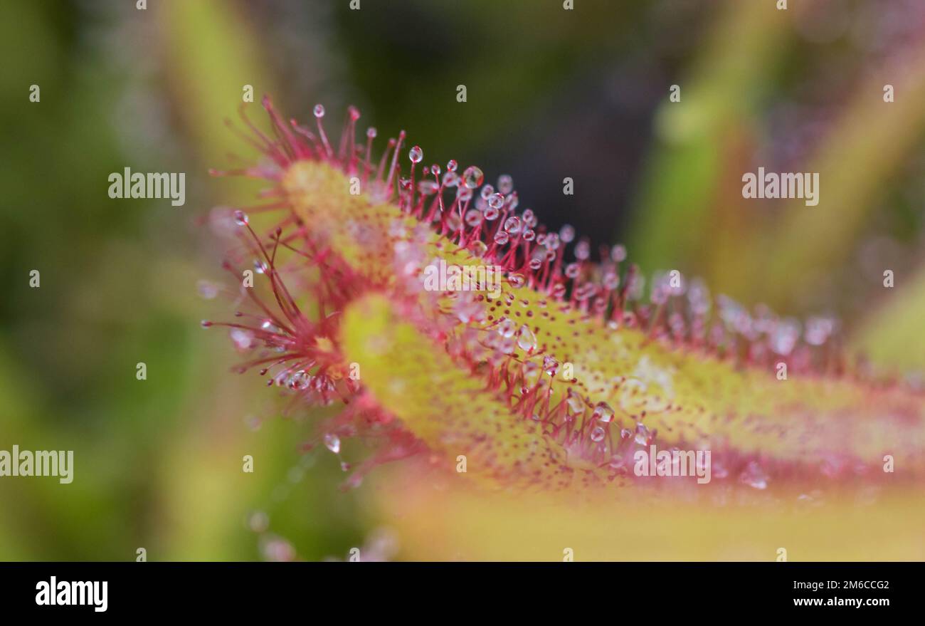 Close up Sundew Drosera Capensis, specie carnivora di perenne sundew nativo del Capo in Sudafrica. Foto Stock