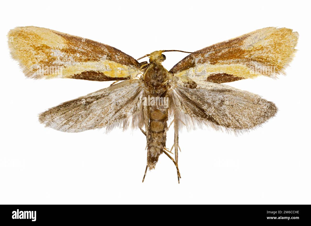 Occultatore Moth Harpella su sfondo bianco - Harpella forficella (Scopoli 1763) Foto Stock