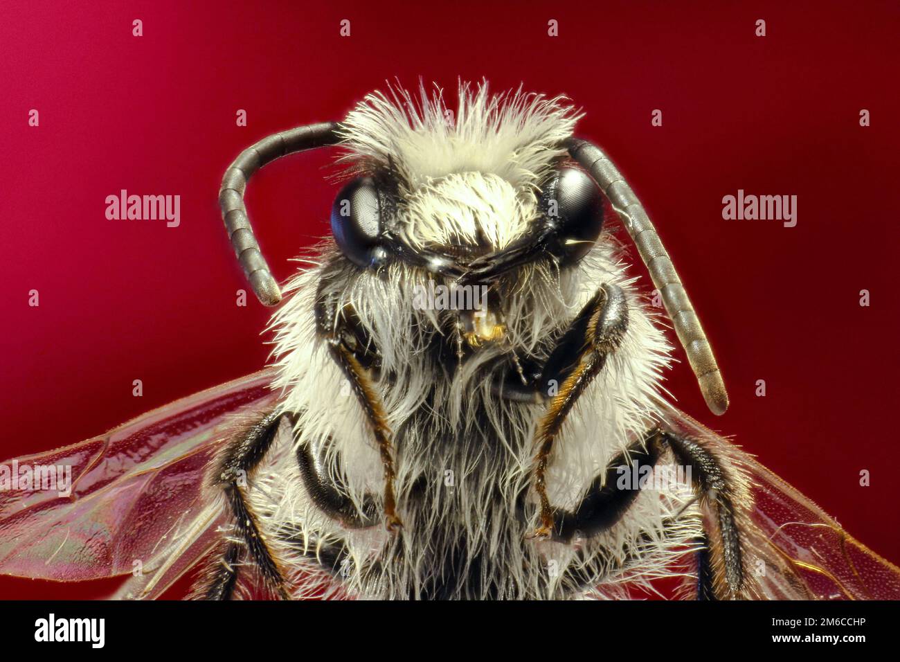Grigio Mining Ape su sfondo rosso - Andrena cineraria (Linnaeus, 1758) Foto Stock