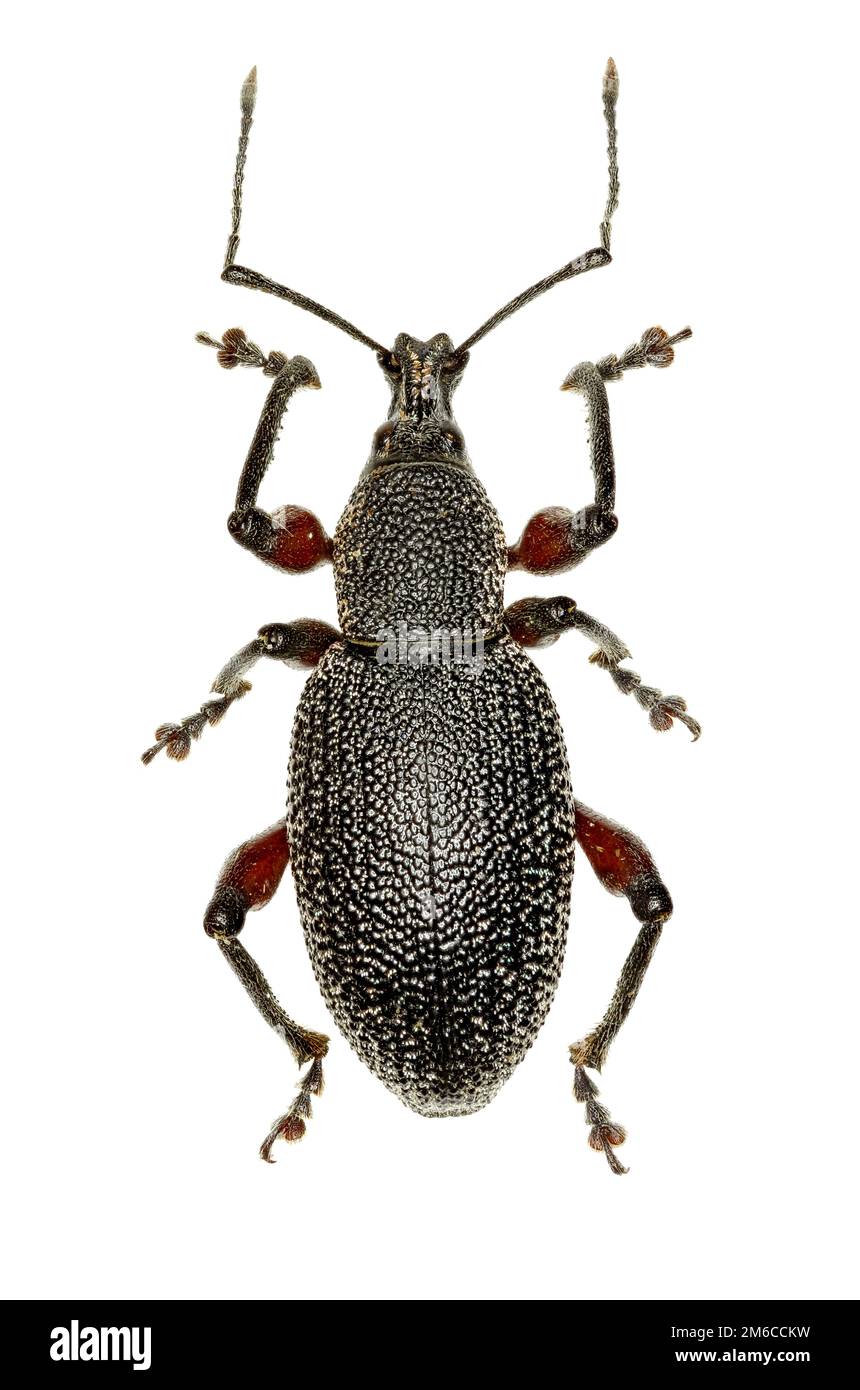 Otiorhynchus su sfondo bianco - Otiorhynchus cardiniger (host, 1789) Foto Stock