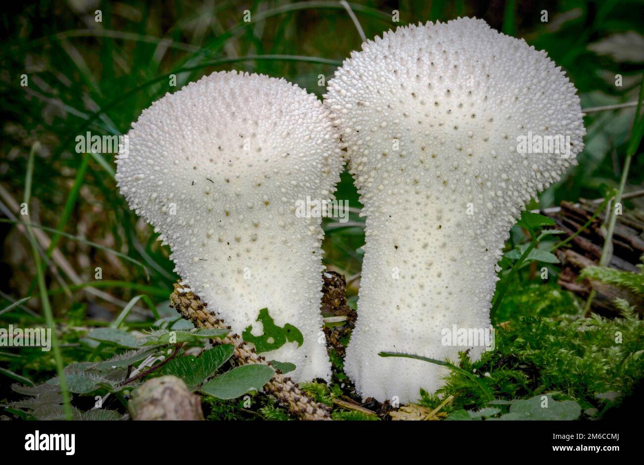 Puffball comune nella foresta di pini - Lycoperdon perlatum (Pers., 1796) Foto Stock