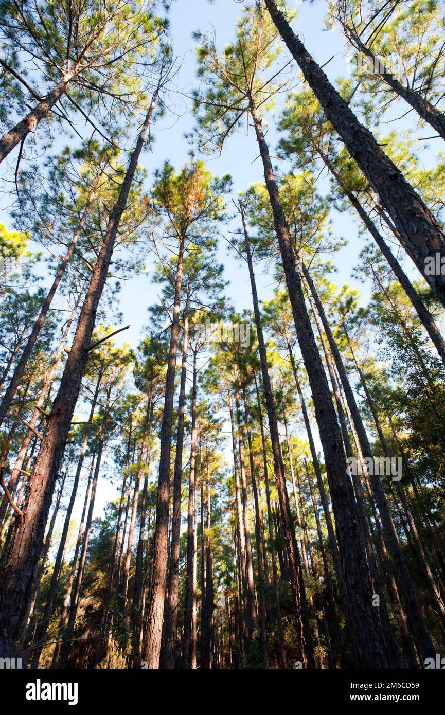 Foresta piantagione di alberi alti e sottili Foto Stock