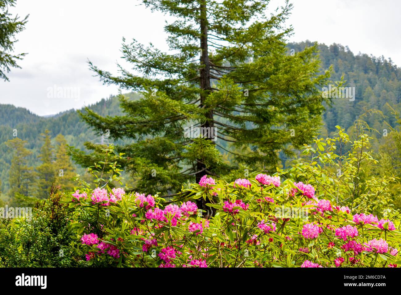Albero di sequoia con rododendri in primo piano Foto Stock
