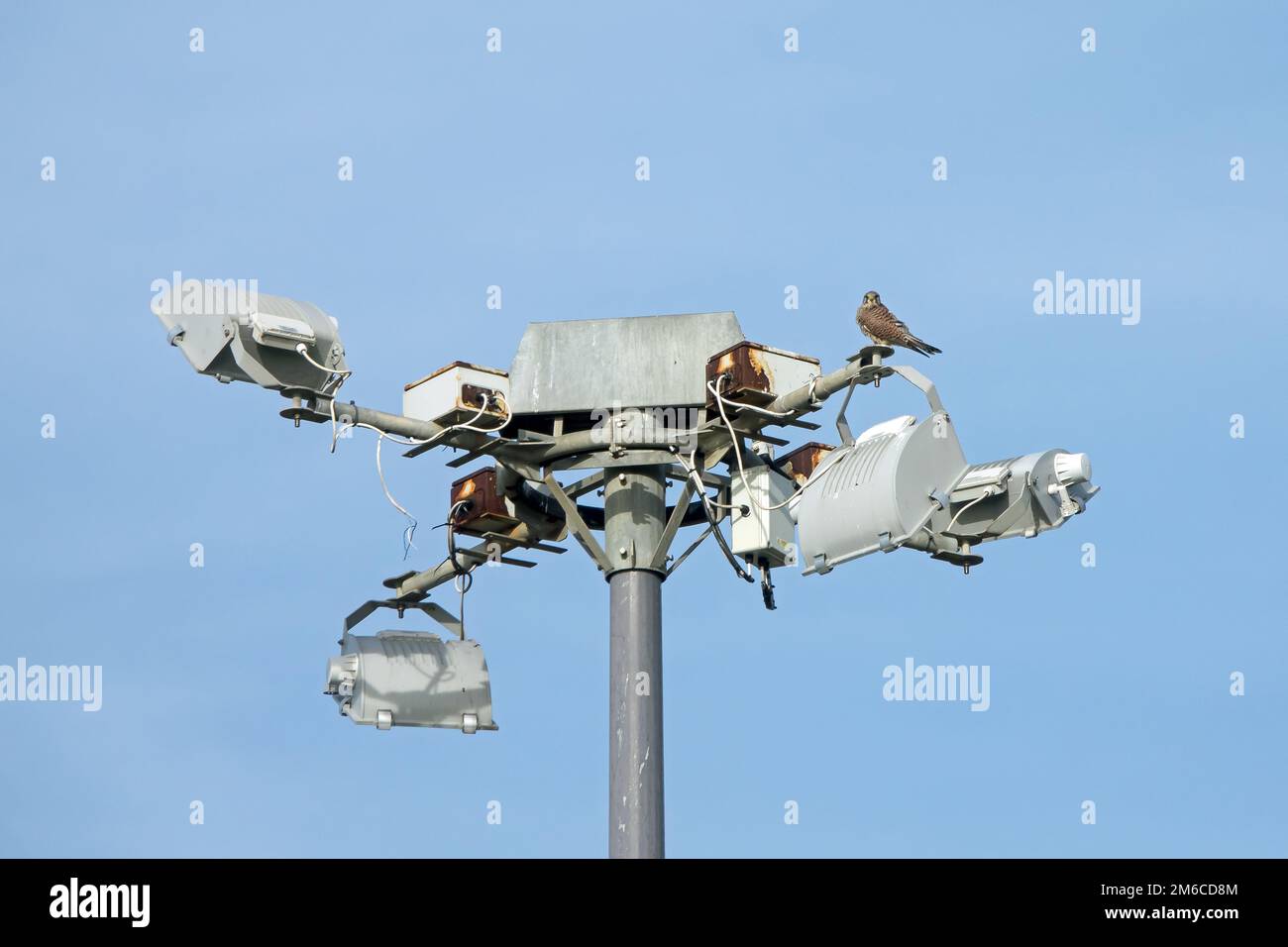 Maschio comune Kestrel su luci di sicurezza Foto Stock