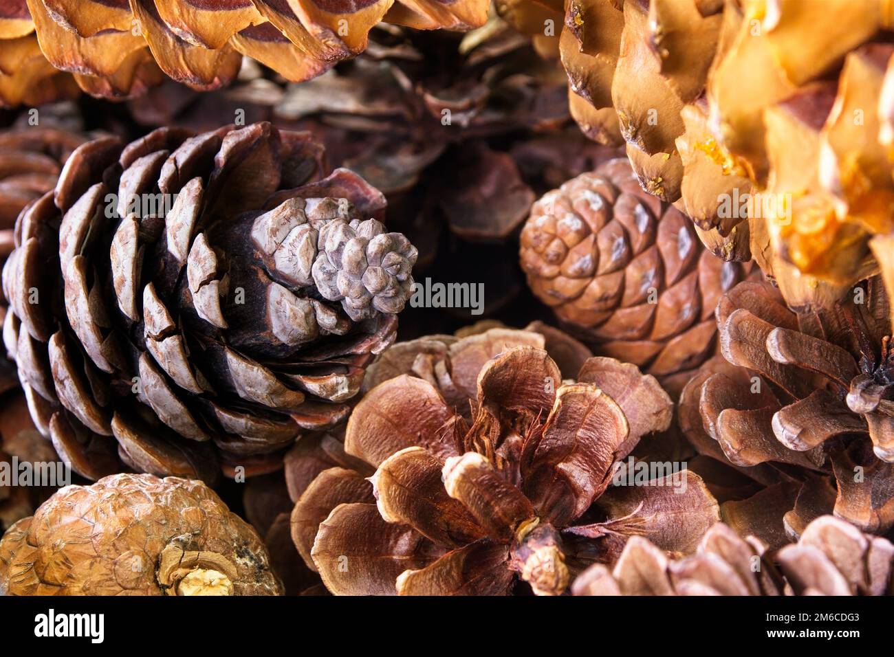 I coni di pino sono preparati e messi per la stagione di festa che include Natale e giorno del Ringraziamento. Foto Stock