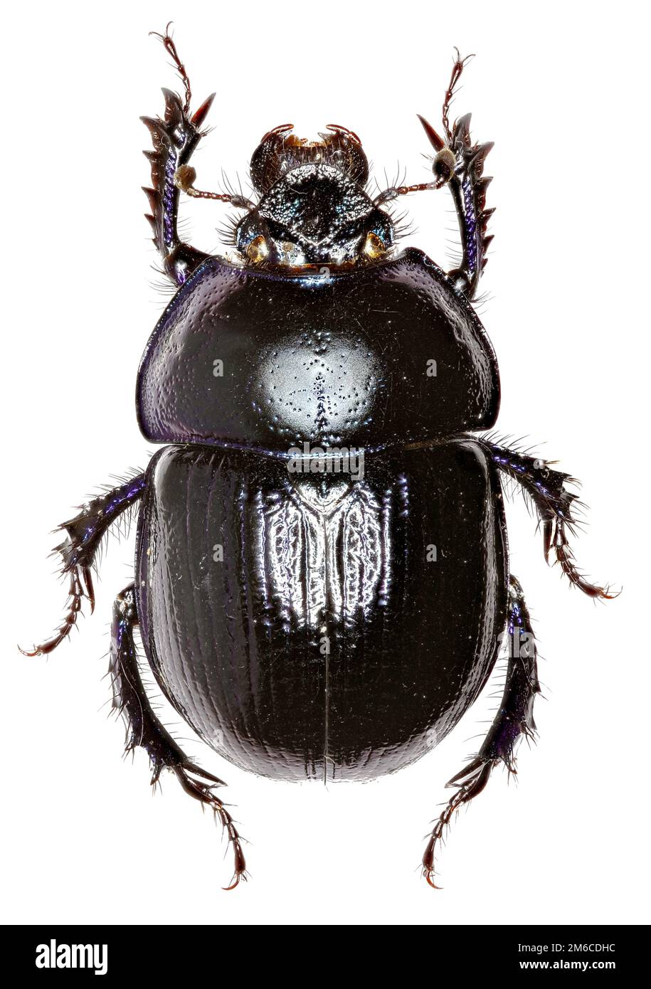 Forest Dung Beetle su sfondo bianco - Anoplotrupes stercorosus (Scriba 1791) Foto Stock