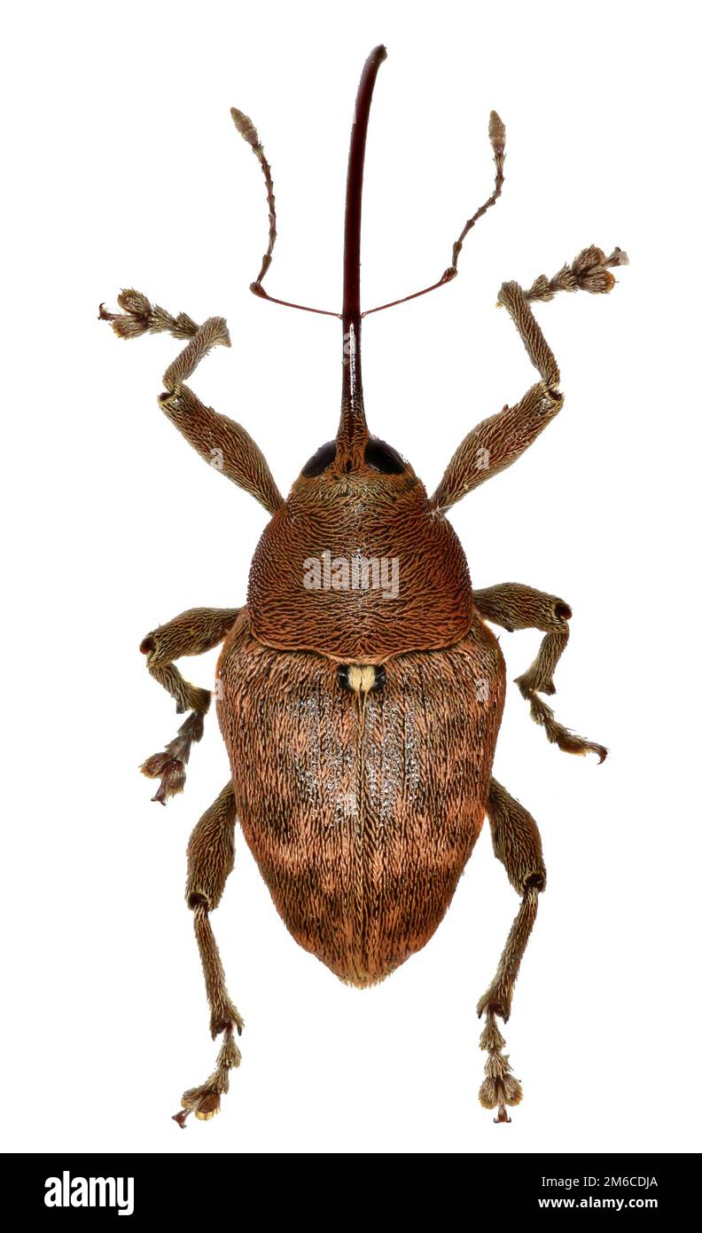 Acorn curculione su sfondo bianco - Curculio glandium (Marsham, 1802) Foto Stock