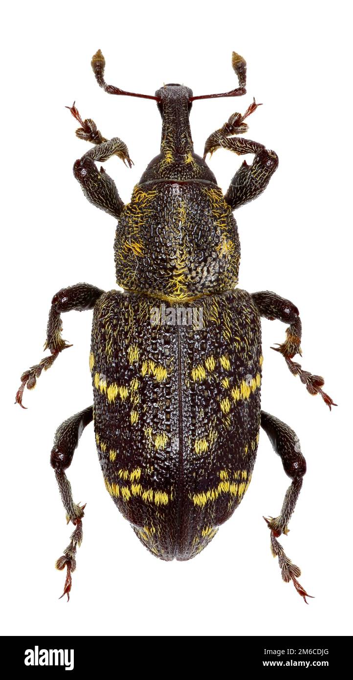 Grande Pino curculione su sfondo bianco - Hylobius abietis (Linnaeus, 1758) Foto Stock