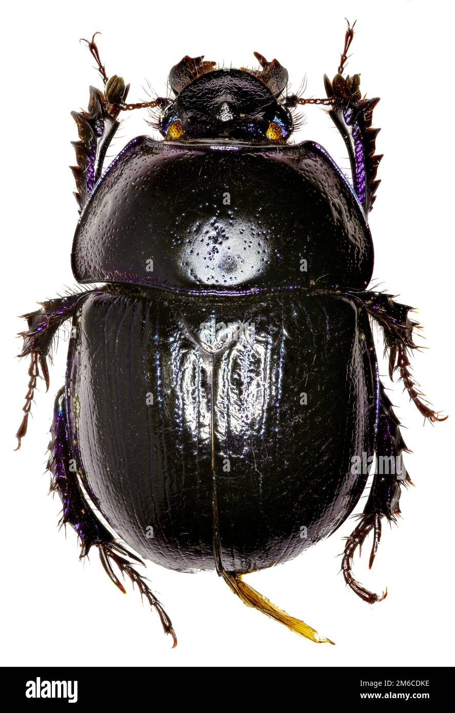 Forest Dung Beetle su sfondo bianco - Anoplotrupes stercorosus (Scriba 1791) Foto Stock