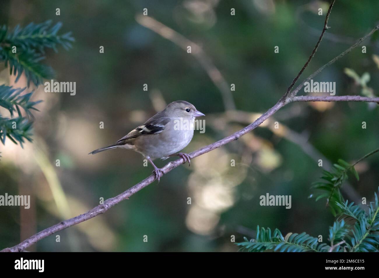 Chaffinch femmina in legno Foto Stock