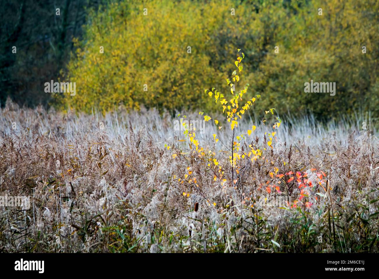 Autunno Foliage colori e texture Foto Stock