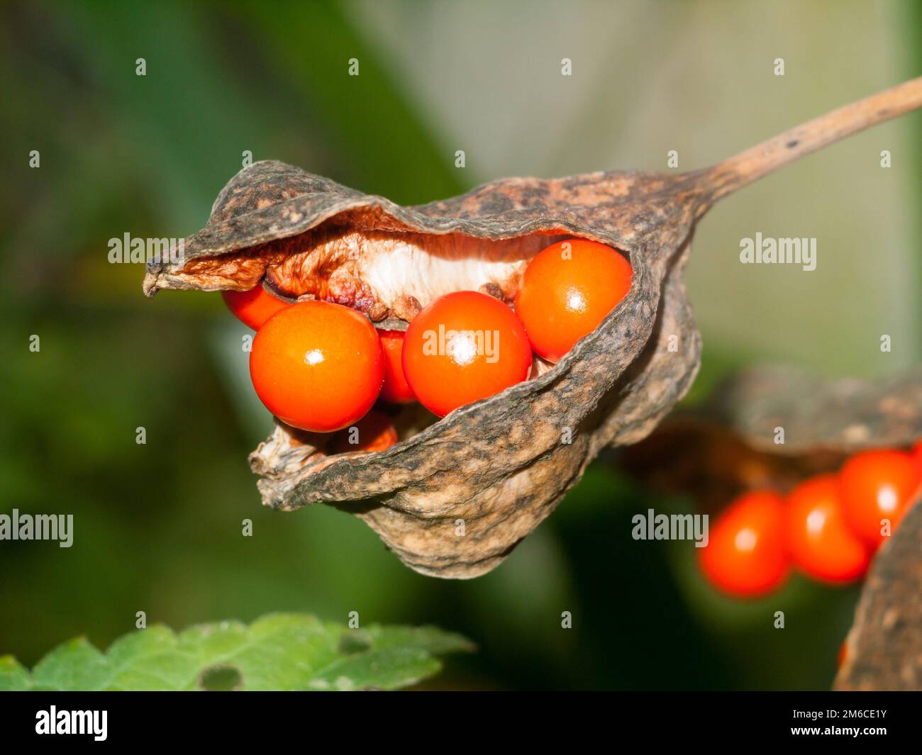 Primo piano di bacche rosse d'arancia in un baccello di pianta Foto Stock