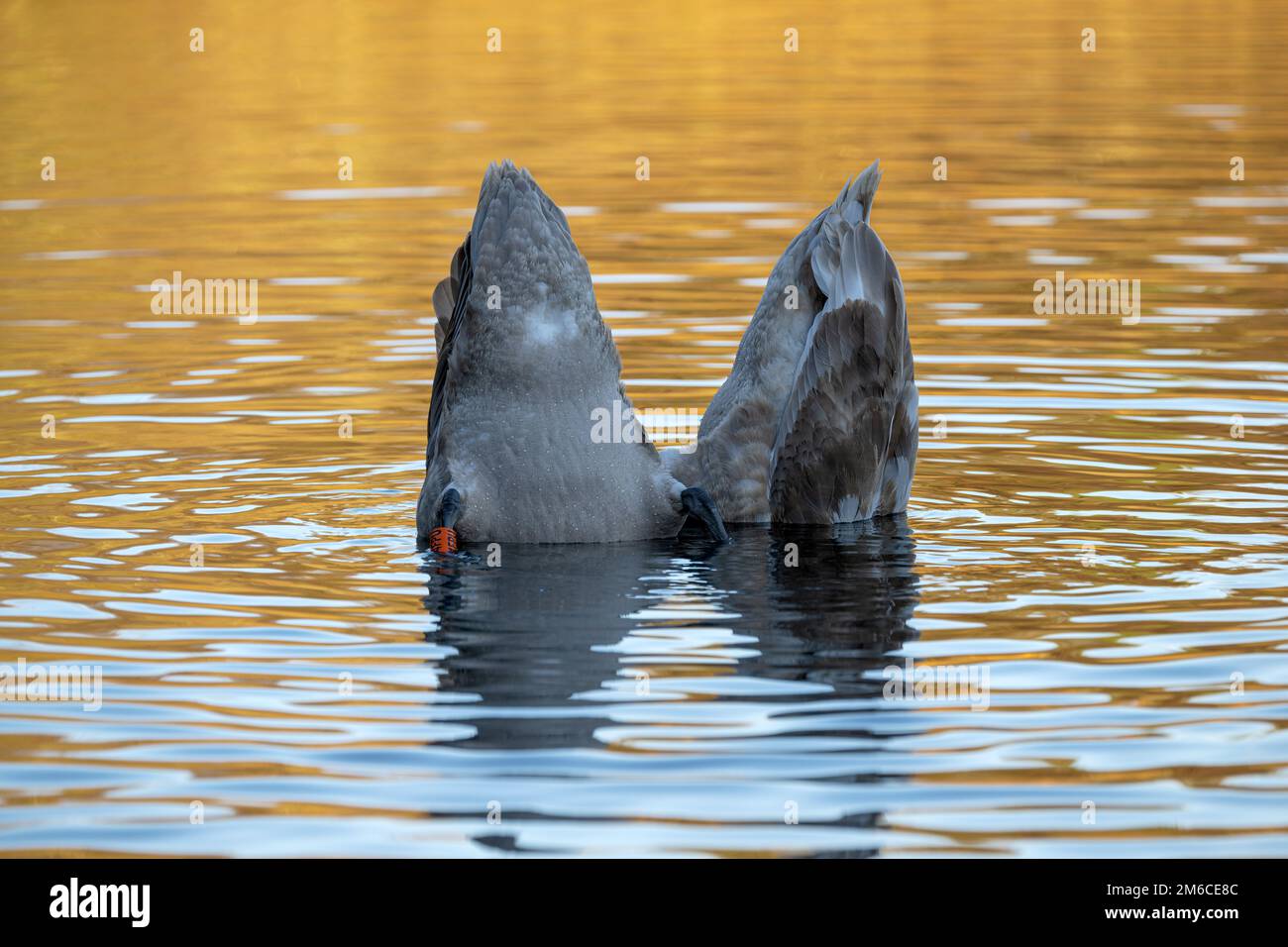 Due giovani cigni muto Cygnus olor fino a finire su Selbrigg Pond North Norfolk, UK Foto Stock