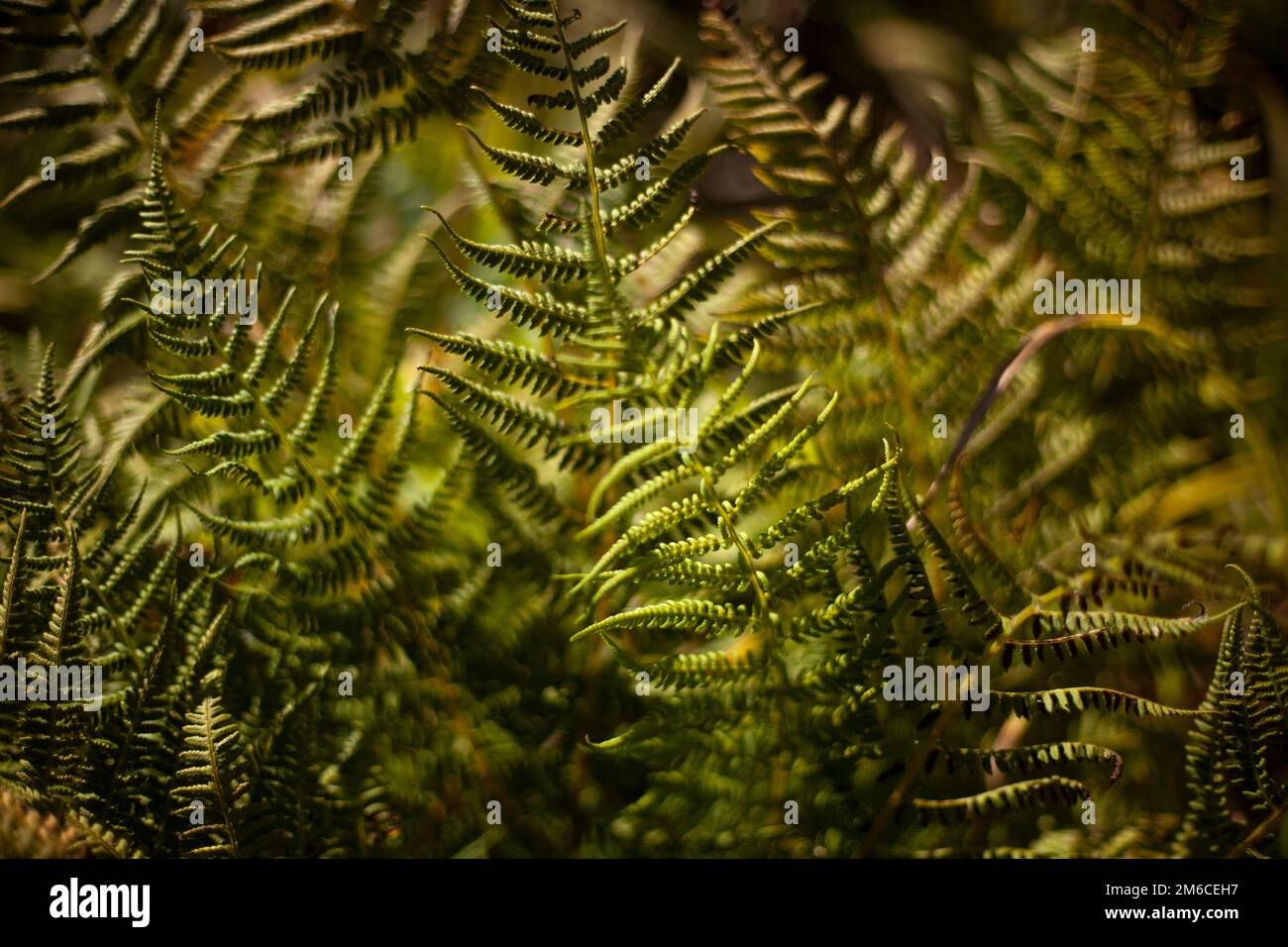 Fern alla luce del sole. Dettagli della natura. Foglie e steli. Foto Stock