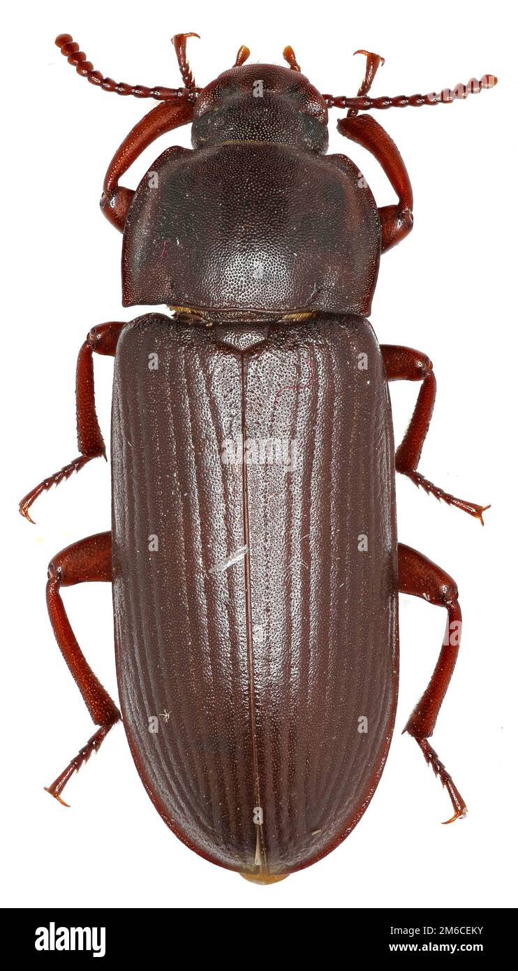 Coleottero Mealworm su sfondo bianco - Tenebrio molitor (Linnaeus, 1758) Foto Stock