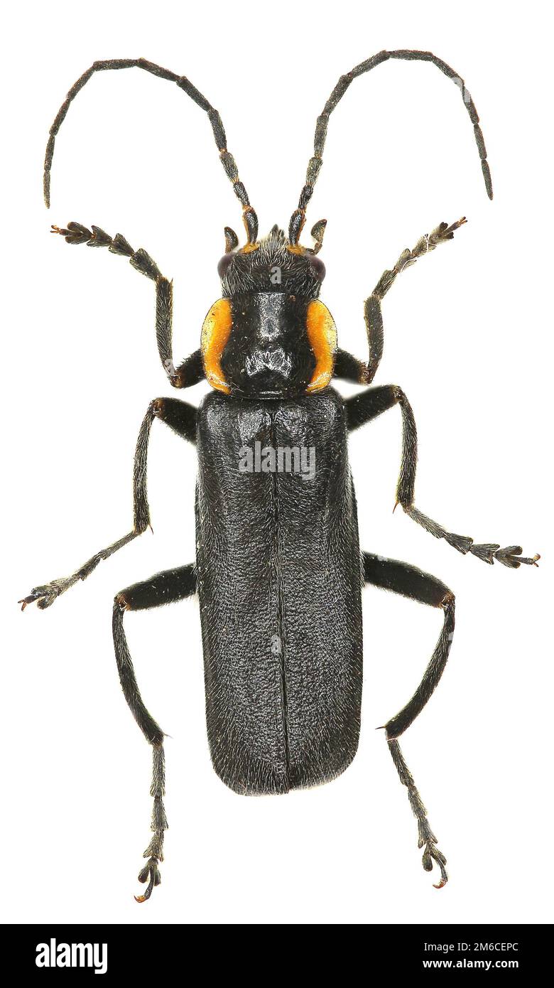 Soldato nero Beetle su sfondo bianco - Cantharis obscura (Linnaeus, 1758) Foto Stock