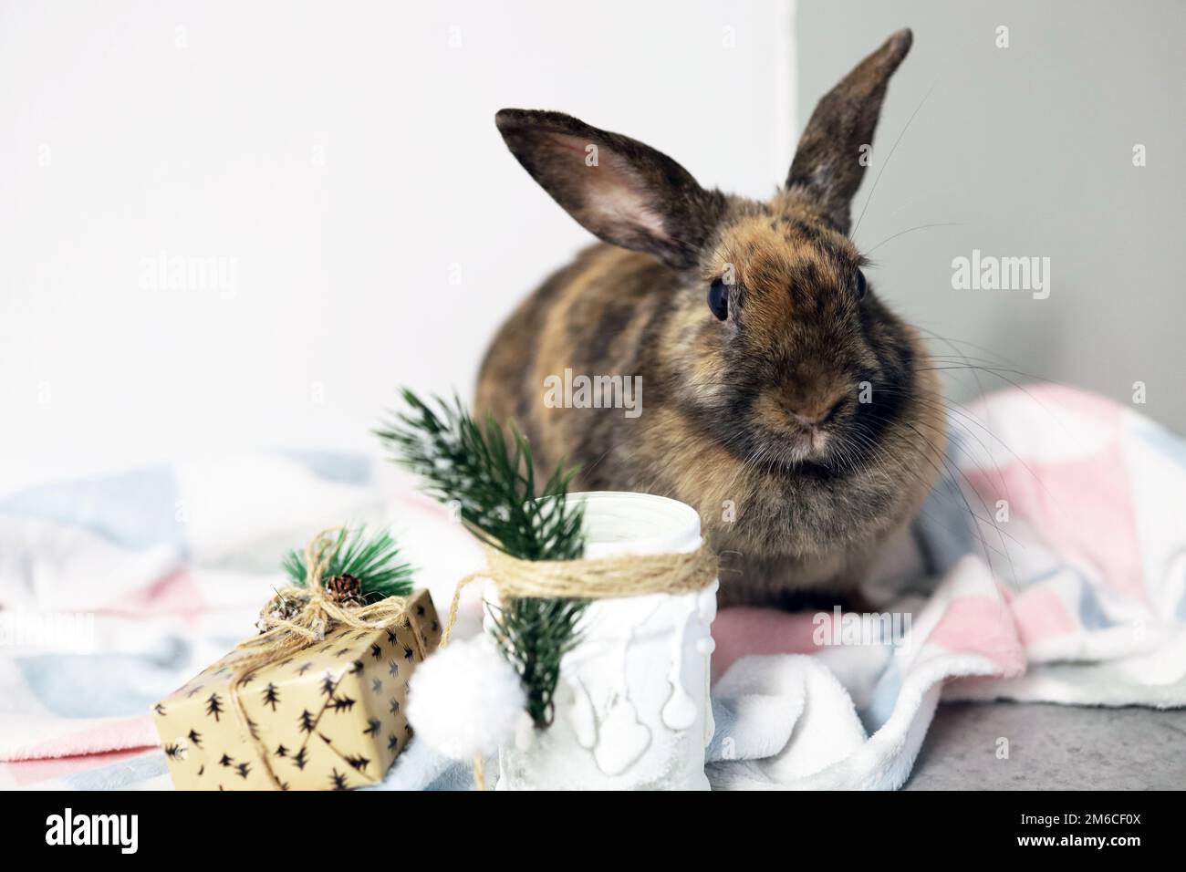 Una lepre tricolore è seduta su una coperta da letto con un giocattolo dell'albero di Natale Foto Stock