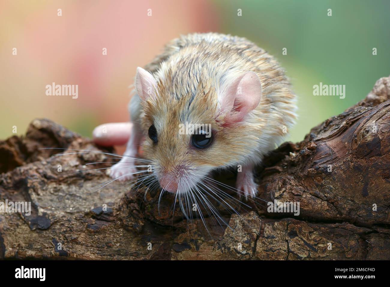 Foto ravvicinata di gerbil a coda di grasso (Pachyuromys duprasi) Foto Stock