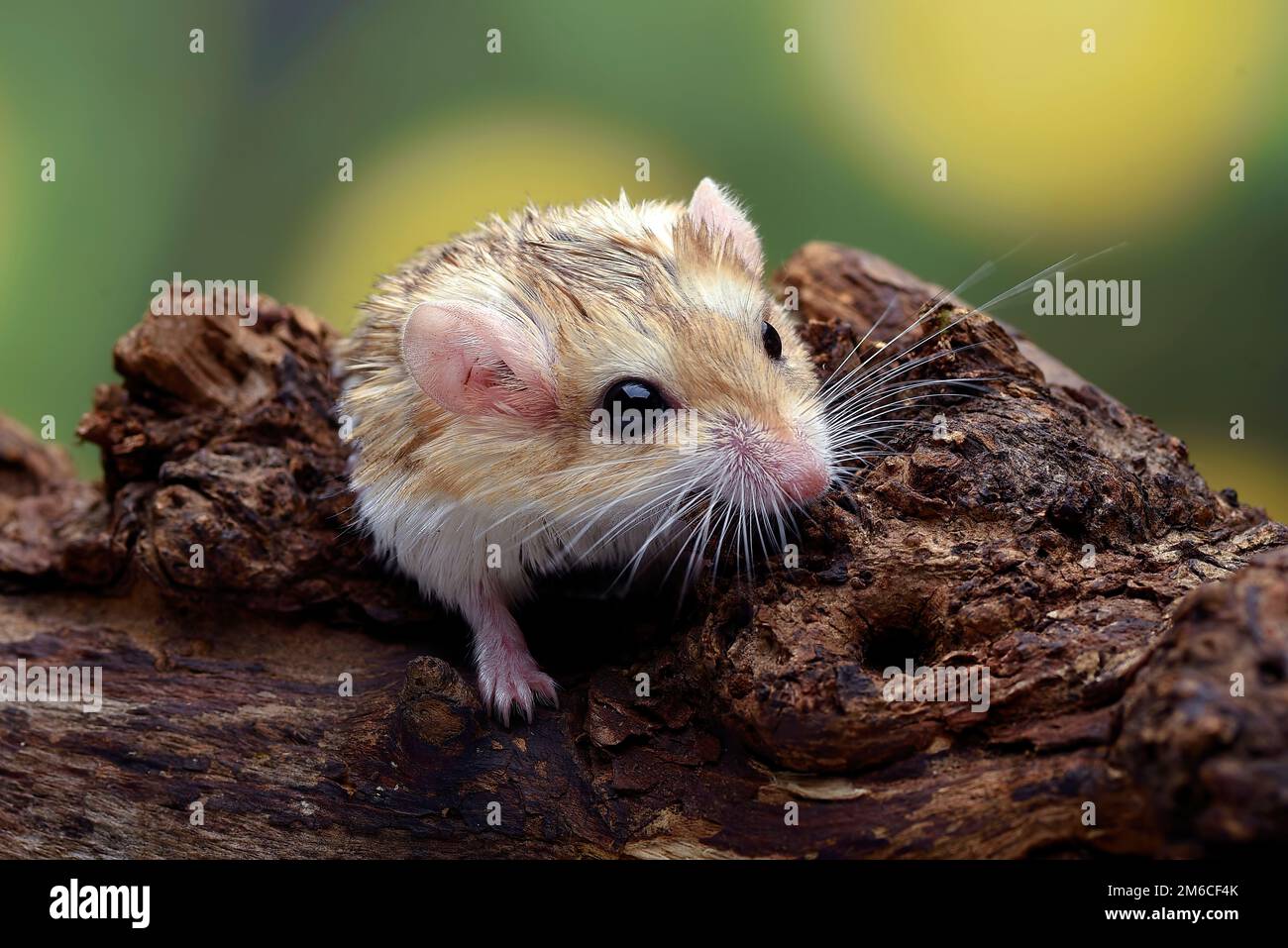 Foto ravvicinata di gerbil a coda di grasso (Pachyuromys duprasi) Foto Stock