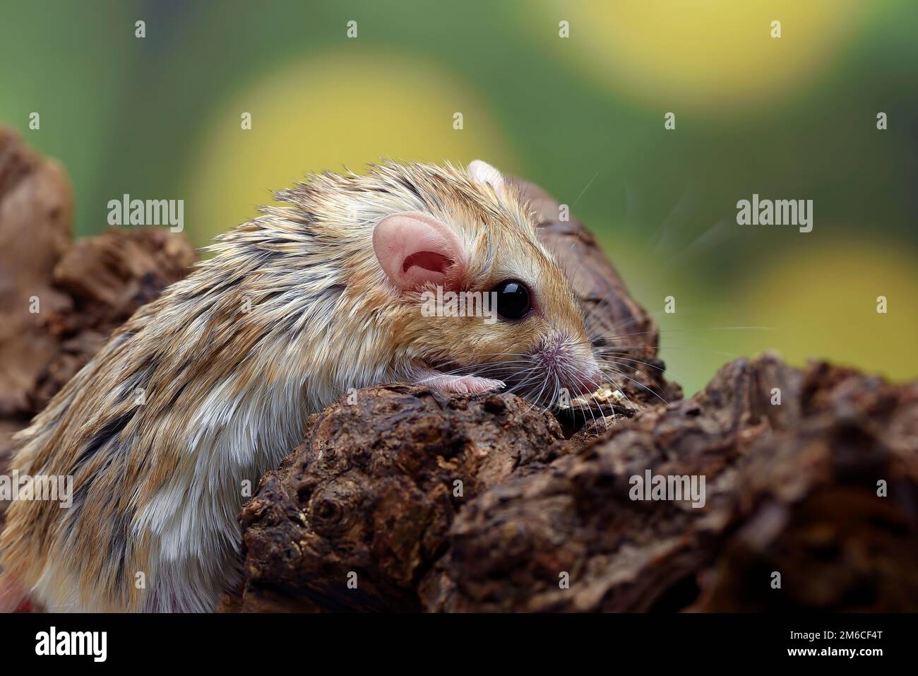 Foto ravvicinata di gerbil a coda di grasso (Pachyuromys duprasi) Foto Stock