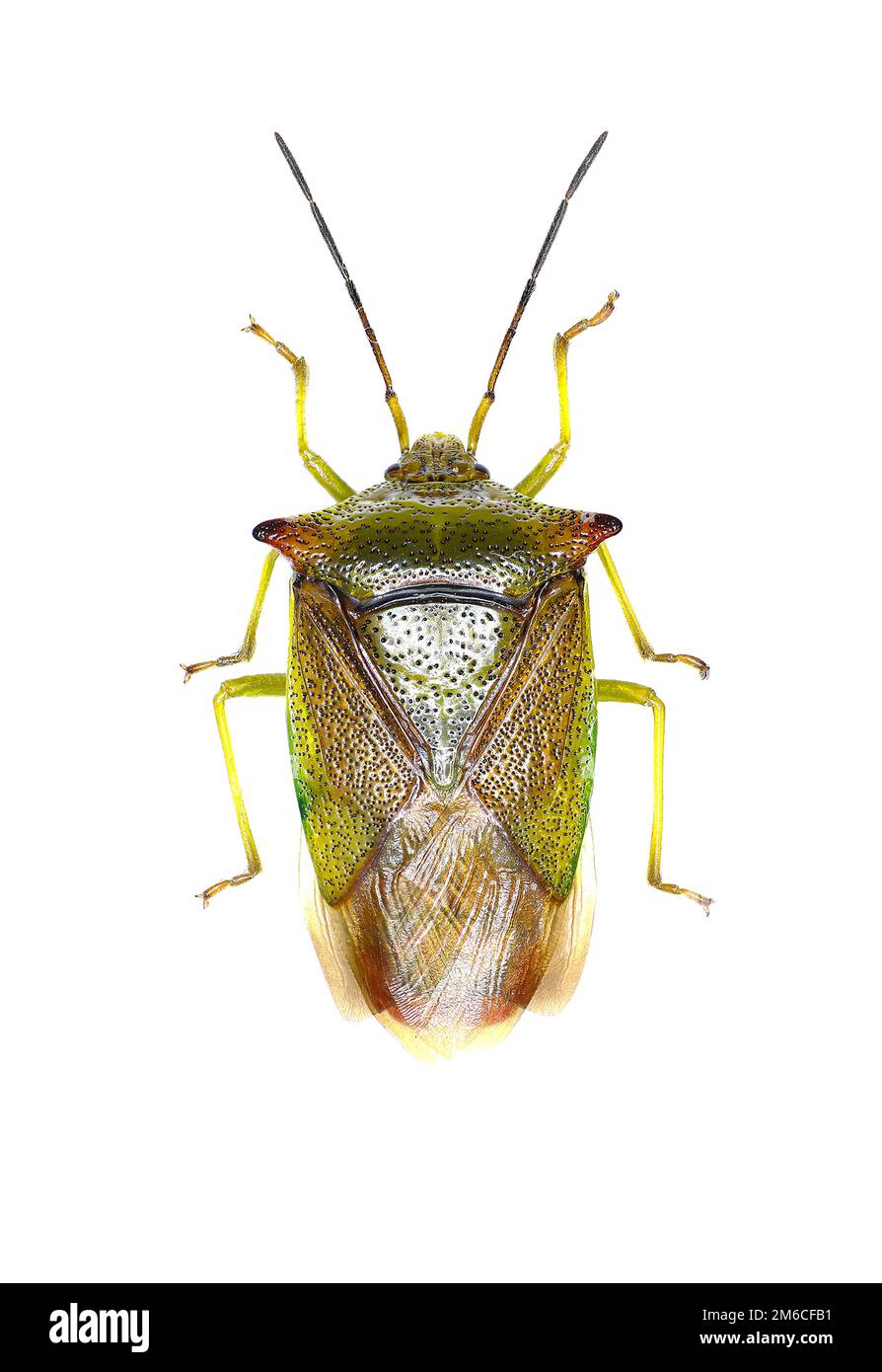 Biancospino scudo Bug su sfondo bianco - Acanthosoma haemorrhoidale (Linnaeus, 1758) Foto Stock