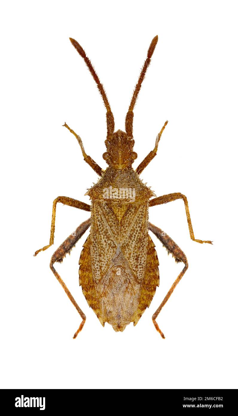 Leaf Footed Bug Coriomeris - Coriomeris hirticornis (Fabricius, 1794) Foto Stock