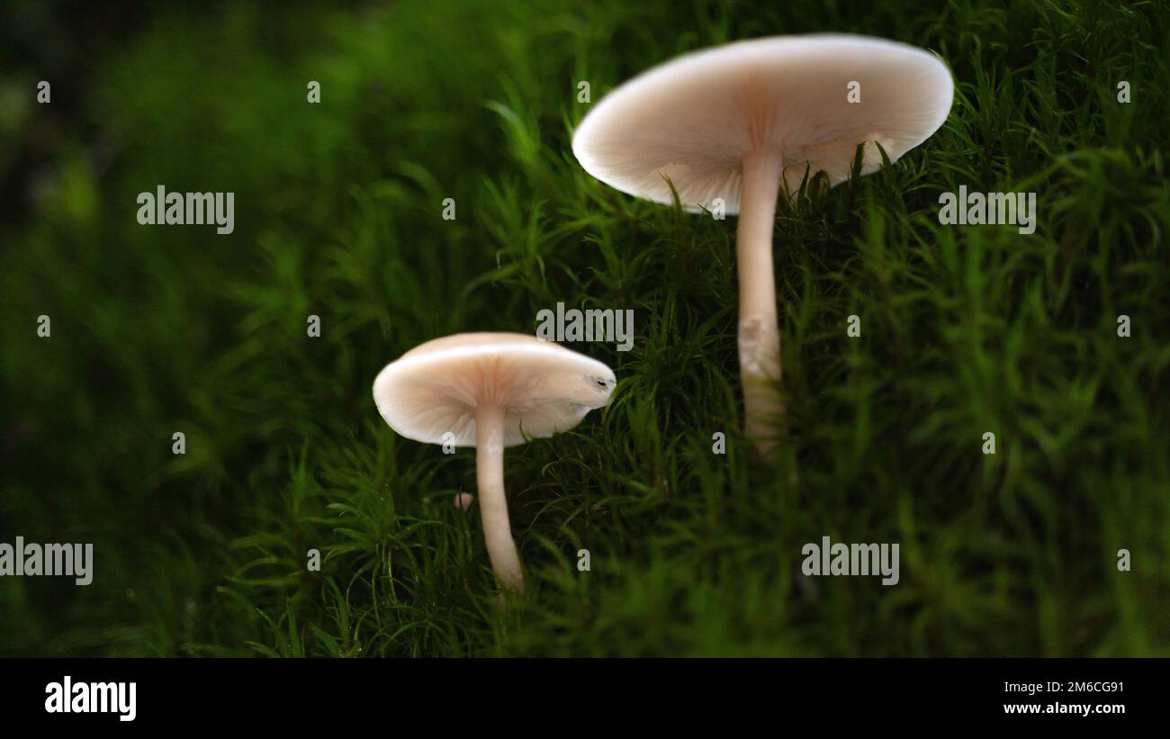 Un primo piano di funghi Melanoleuca su una superficie mossicante in una foresta durante il giorno Foto Stock
