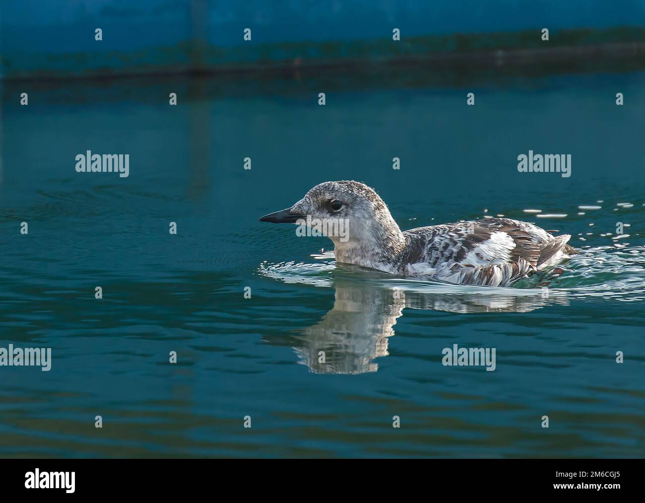 Black Guillemot in piumaggio invernale Foto Stock