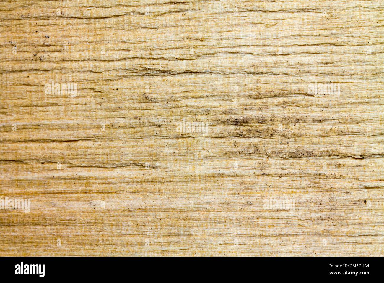 Texture di legno secco Foto Stock